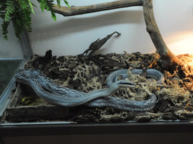 Смотреть фото Тонкохвостый полоз Фото Тонкохвостый полоз