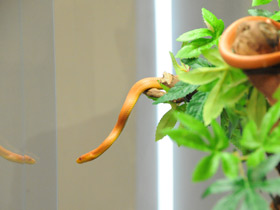 Смотреть фото Полоз Россалена Фото Полоз Россалена