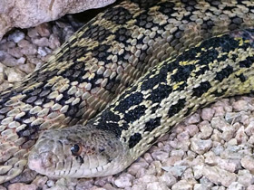 Фото Гоферова змея