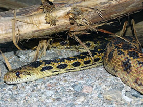 Фото Гоферова змея