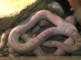 Фото Сосновая змея