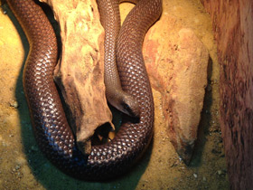 Фото Носатый рамфиофис