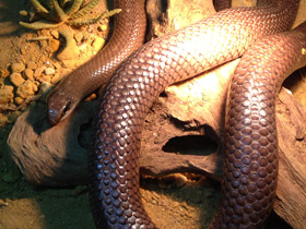 Фото Носатый рамфиофис