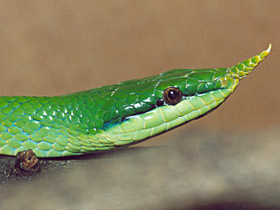 Носатый полоз