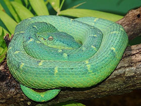 Желтогубый ботропс