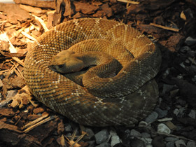 Смотреть фото Красный гремучник Фото Красный гремучник