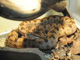 Фото Стройная куфия