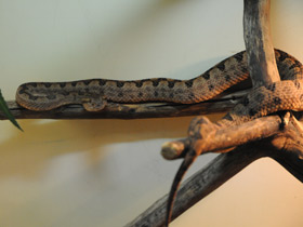 Фото Стройная куфия