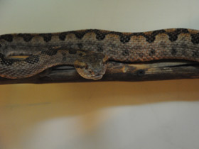 Фото Стройная куфия