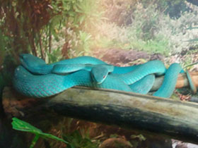 Фото Голубая куфия