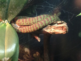 Фото Великолепная куфия