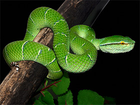 Фото Целебесская куфия