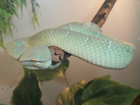 Фото Целебесская куфия