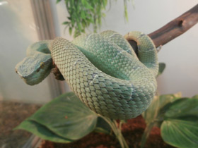 Фото Целебесская куфия