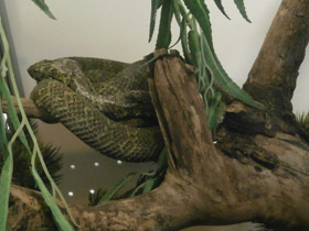 Смотреть фото Мангшанская куфия Фото Мангшанская куфия