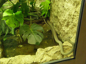 Фото Чёрная мамба