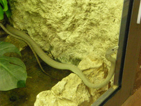 Фото Чёрная мамба