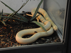 Смотреть фото Моноклевая кобра Фото Моноклевая кобра