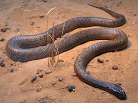 Смотреть фото Тайпан Маккоя Фото Тайпан Маккоя