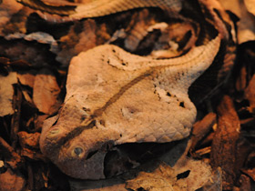 Смотреть фото Самые опасные змеи Фото Самые опасные змеи