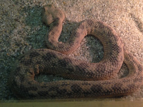 Смотреть фото Рогатая гадюка Фото Рогатая гадюка