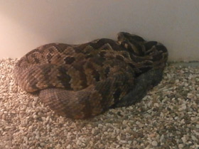 Фото Палестинская гадюка