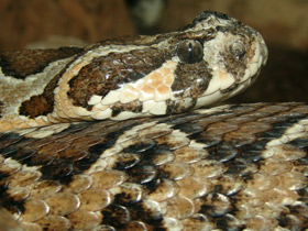 Фото Палестинская гадюка