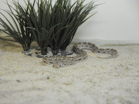 Смотреть фото Песчаная эфа Фото Песчаная эфа