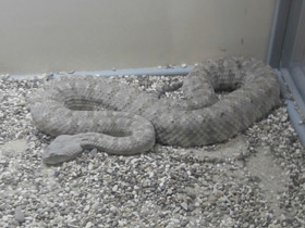 Фото Персидская гадюка