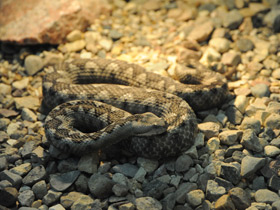 Фото Носатая гадюка