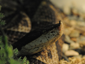 Фото Носатая гадюка