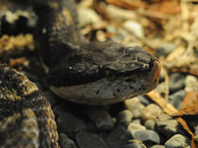 Фото Носатая гадюка