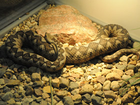 Фото Носатая гадюка