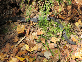 Смотреть фото Гадюка Никольского Фото Гадюка Никольского