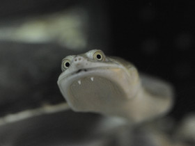 Смотреть фото Восточная астралийская змеиношейная черепаха Фото Восточная астралийская змеиношейная черепаха