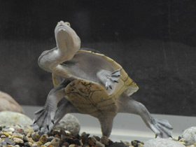 Смотреть фото Восточная астралийская змеиношейная черепаха Фото Восточная астралийская змеиношейная черепаха