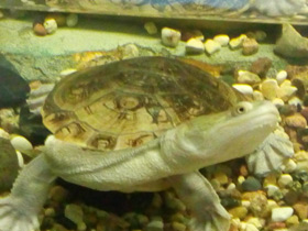 Смотреть фото Змеиношейная черепаха Зибенрока Фото Змеиношейная черепаха Зибенрока