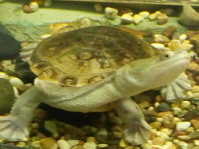 Смотреть фото Змеиношейная черепаха Зибенрока Фото Змеиношейная черепаха Зибенрока