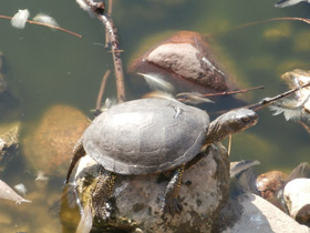 Смотреть фото Болотная черепаха Фото Болотная черепаха