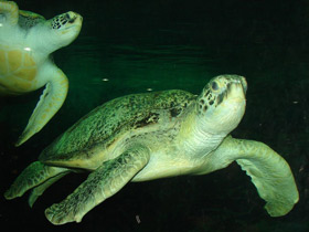 Зелёная черепаха