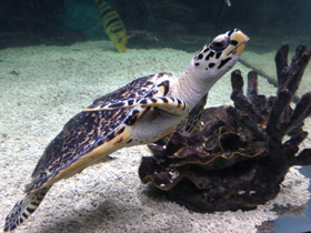 Смотреть фото Бисса Фото Бисса