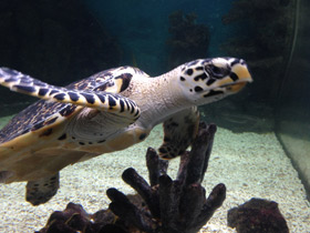 Смотреть фото Бисса Фото Бисса