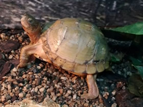 Смотреть фото Каролинская коробчатая черепаха Фото Каролинская коробчатая черепаха