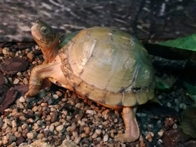 Смотреть фото Каролинская коробчатая черепаха Фото Каролинская коробчатая черепаха