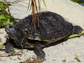 Мраморная черепаха