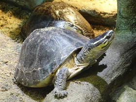 Фото Амбоинская шарнирная черепаха