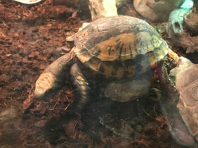 Фото Индийская шиповатая черепаха