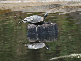 Географическая горбатая черепаха