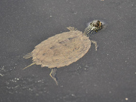 Фото Географическая горбатая черепаха