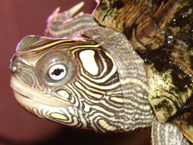 Уошипская горбатая черепаха